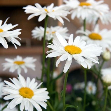 Girasole Villa Limni  Dış mekan fotoğraf