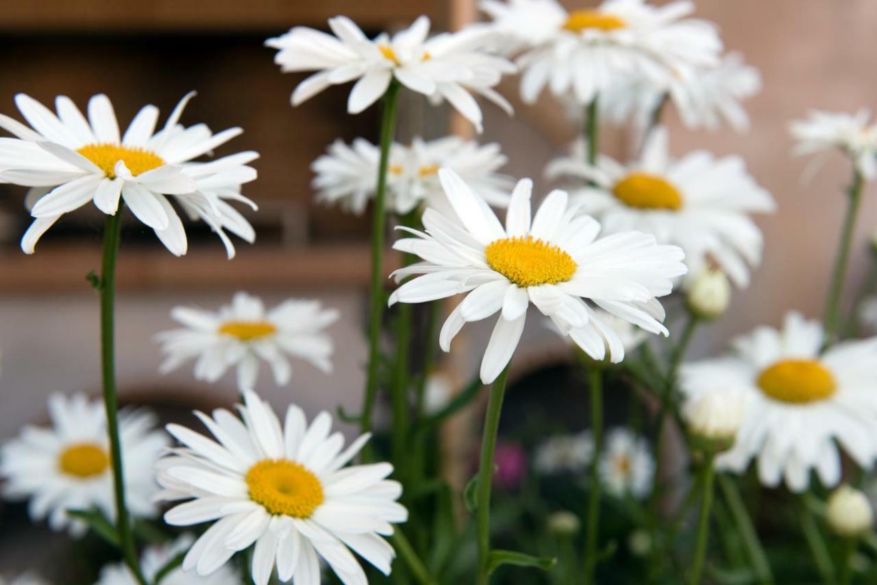 Girasole Villa Limni  Dış mekan fotoğraf